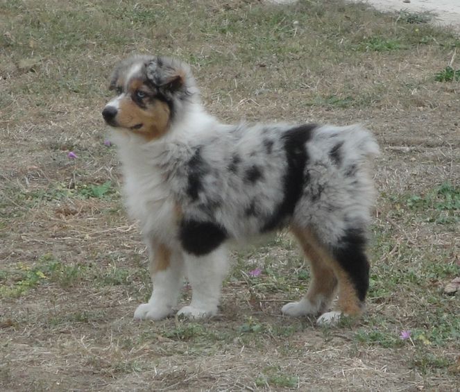 Un Chien Coloré Avec Une Longue Queue Aux Couleurs De L'arc-en-ciel.