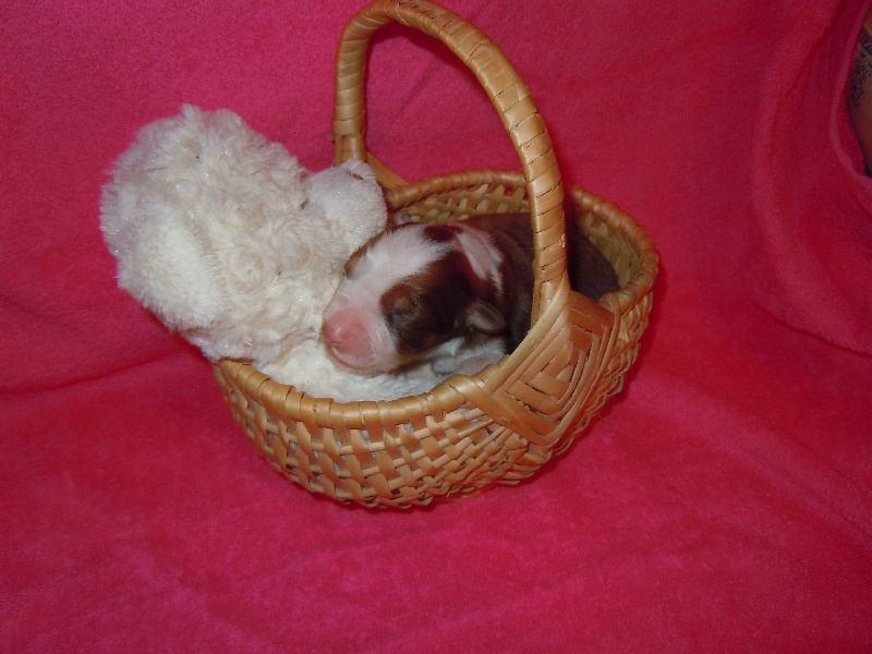 Griotte fille d'Aldo et Asca