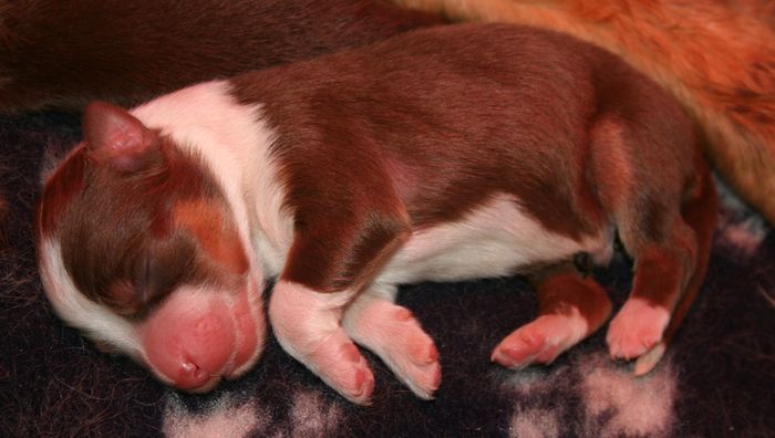 Dooggie fils de de Air Force One et Asca Lady Gem