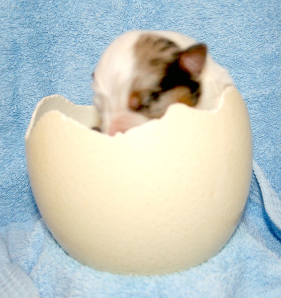 Equinoxe fils de Aldo et Ciska